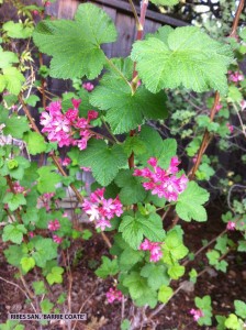 Ribes sanguineum 'Barrie Coate' 1